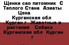 Щенки сао питомник “С Теплого Стана“ Азиаты › Цена ­ 20 000 - Курганская обл., Курган г. Животные и растения » Собаки   . Курганская обл.,Курган г.